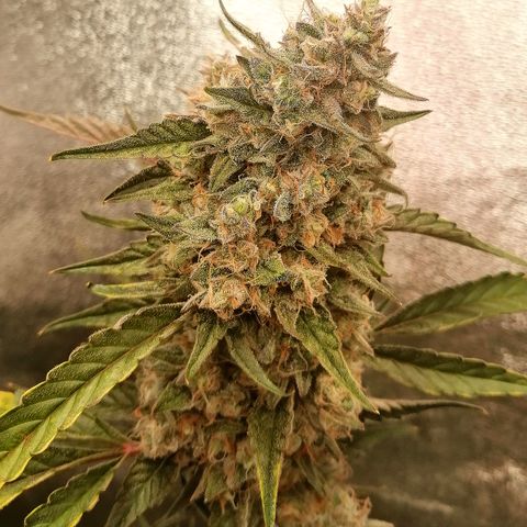 Anna growlog timeline photo