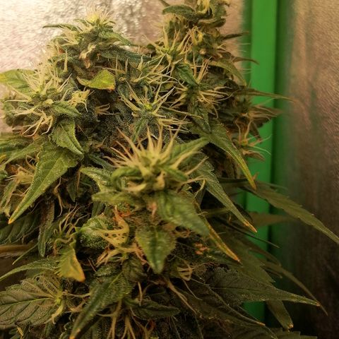 Ute growlog timeline photo