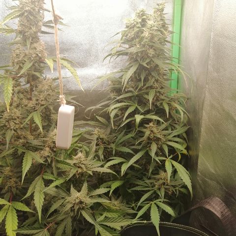 Ute growlog timeline photo