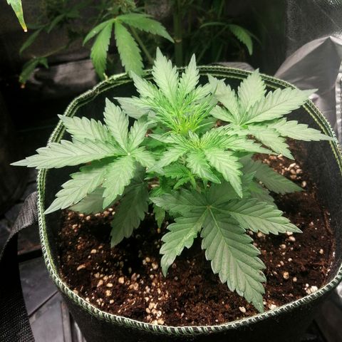 Sagata growlog timeline photo