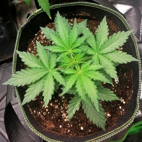 Sagata growlog timeline photo