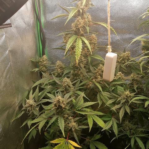 Anna growlog timeline photo