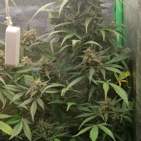Ute growlog timeline photo