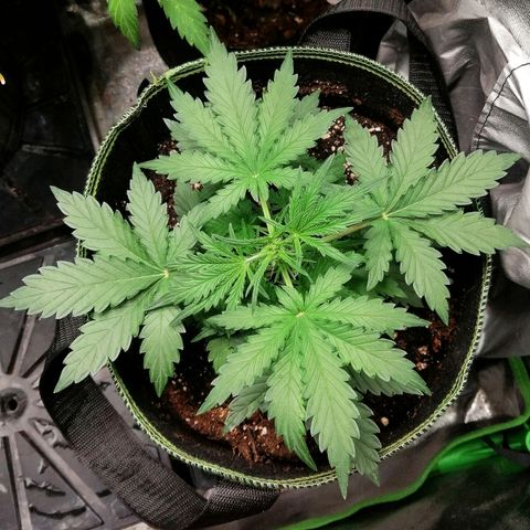 Sagata growlog timeline photo