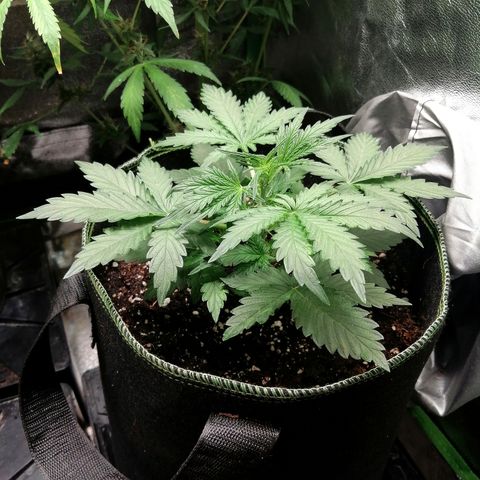Sagata growlog timeline photo