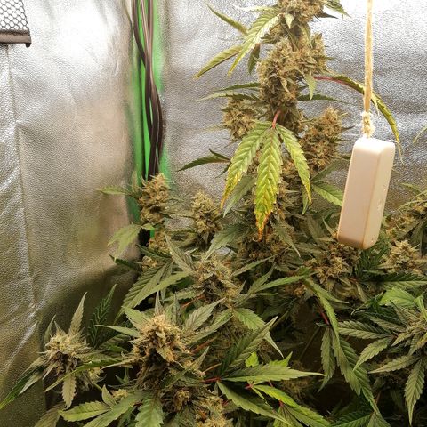 Anna growlog timeline photo
