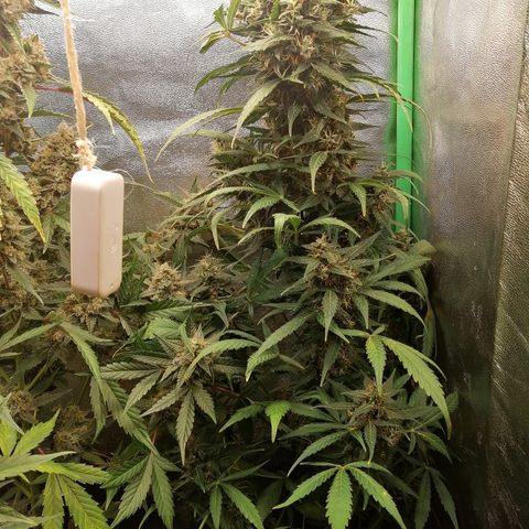 Ute growlog timeline photo