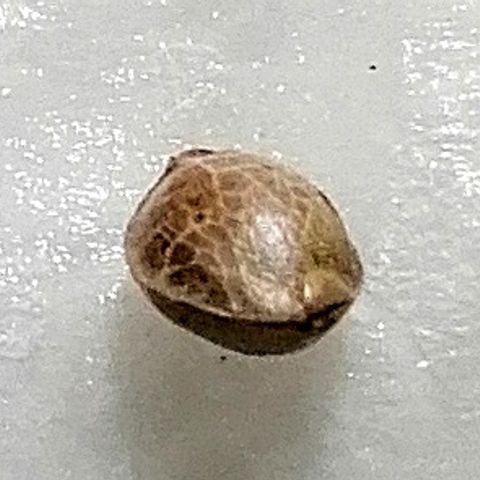 Ankhiale growlog timeline photo