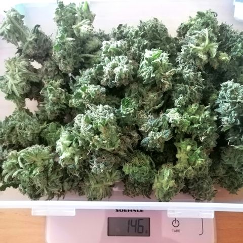 Anna growlog timeline photo