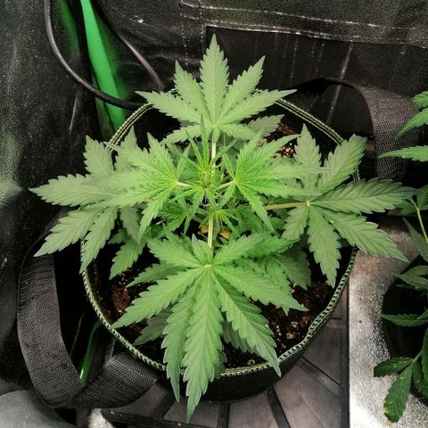 Sagata growlog timeline photo