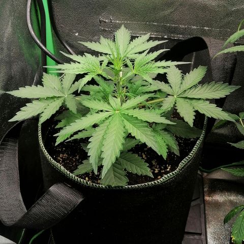 Sagata growlog timeline photo