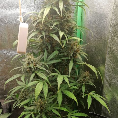 Ute growlog timeline photo