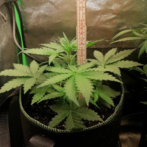 Sagata growlog timeline photo