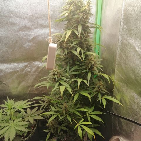 Ute growlog timeline photo