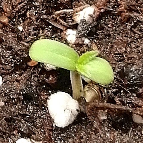 Ankhiale growlog timeline photo
