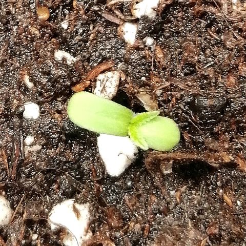 Ankhiale growlog timeline photo