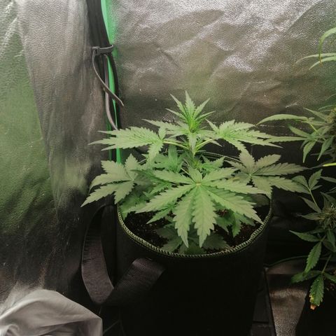 Sagata growlog timeline photo