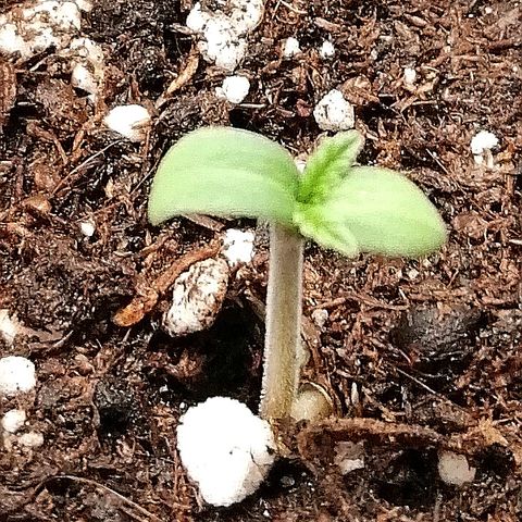 Ankhiale growlog timeline photo