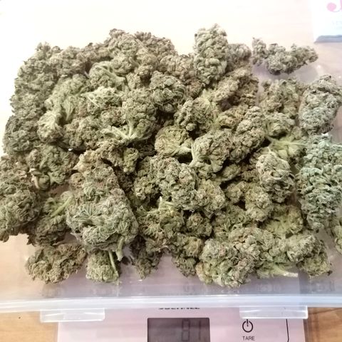 Anna growlog timeline photo