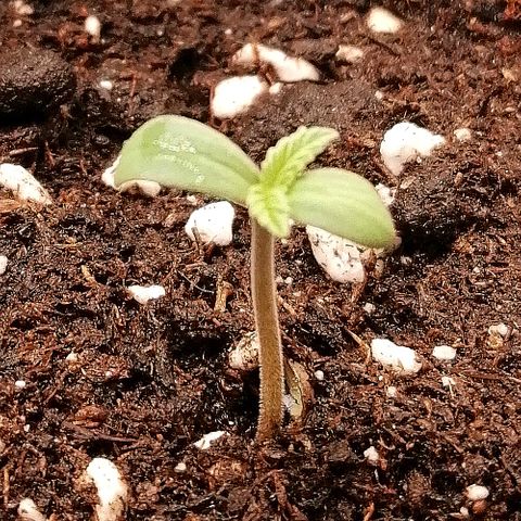 Ankhiale growlog timeline photo