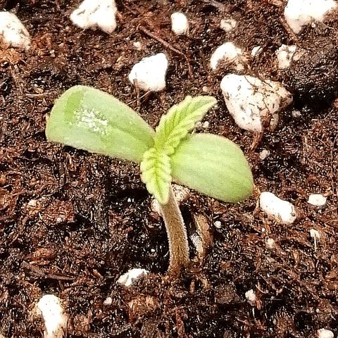 Ankhiale growlog timeline photo