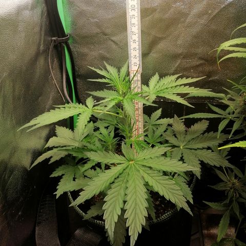 Sagata growlog timeline photo
