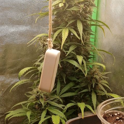 Ute growlog timeline photo