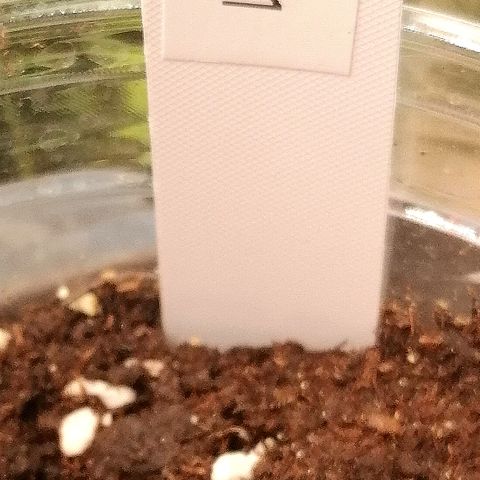 Ankhiale growlog timeline photo