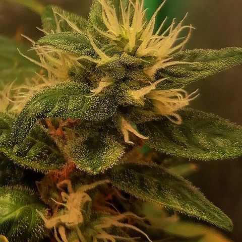 Ute growlog timeline photo