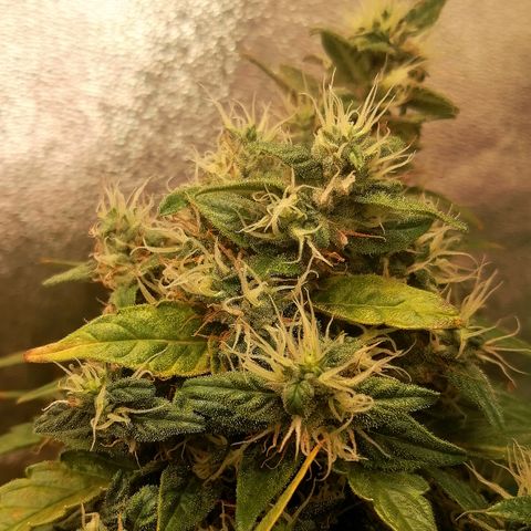 Ute growlog timeline photo