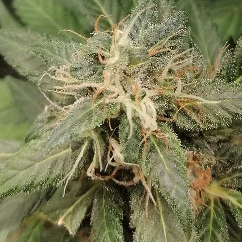Ute growlog timeline photo