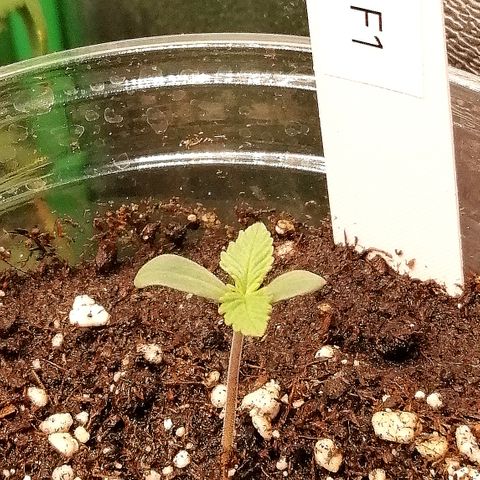 Ankhiale growlog timeline photo