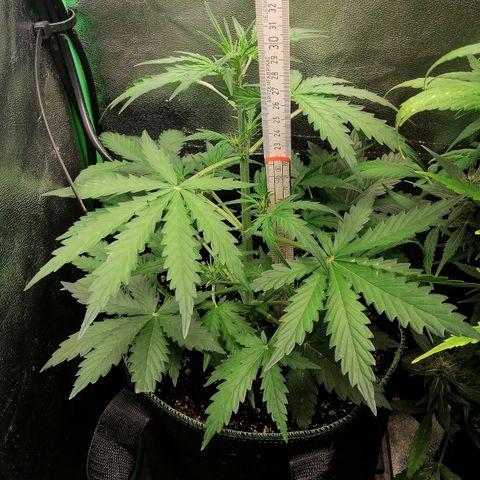 Sagata growlog timeline photo
