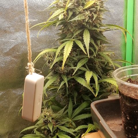 Ute growlog timeline photo