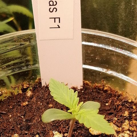 Ankhiale growlog timeline photo