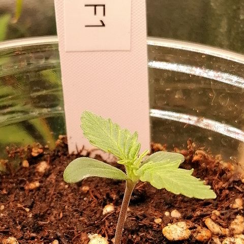 Ankhiale growlog timeline photo