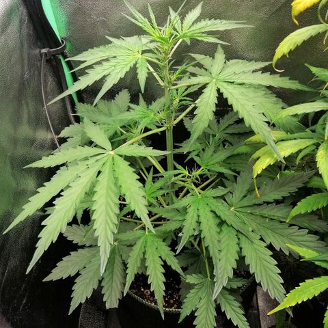 Sagata growlog timeline photo