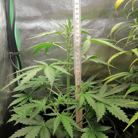 Sagata growlog timeline photo