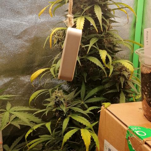 Ute growlog timeline photo