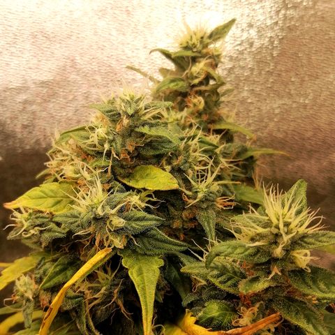 Ute growlog timeline photo