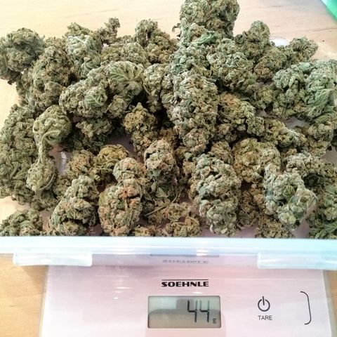 Anna growlog timeline photo