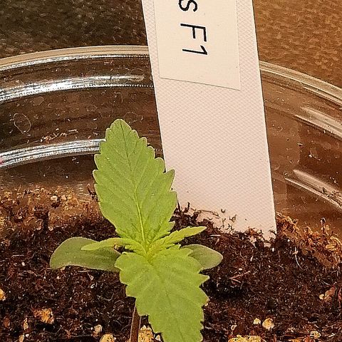Ankhiale growlog timeline photo