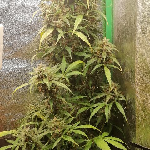 Ute growlog timeline photo