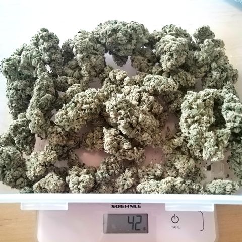Anna growlog timeline photo