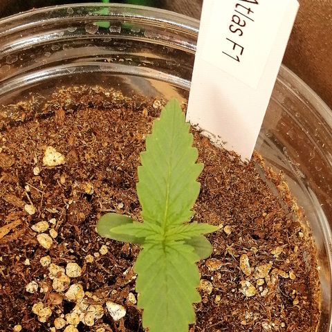 Ankhiale growlog timeline photo