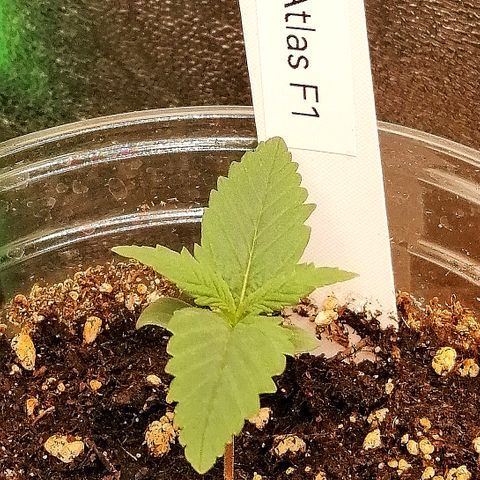 Ankhiale growlog timeline photo