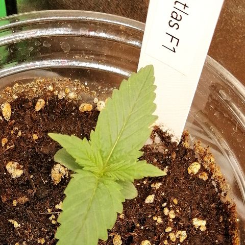 Ankhiale growlog timeline photo