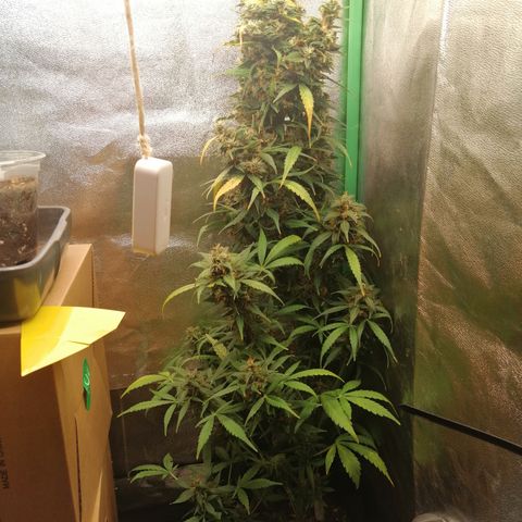 Ute growlog timeline photo