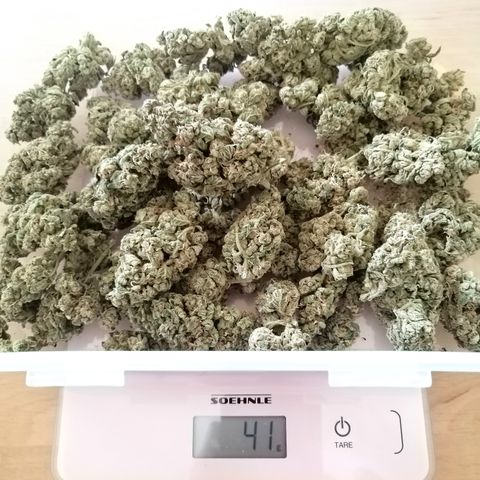 Anna growlog timeline photo