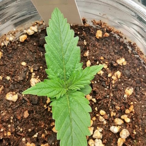 Ankhiale growlog timeline photo